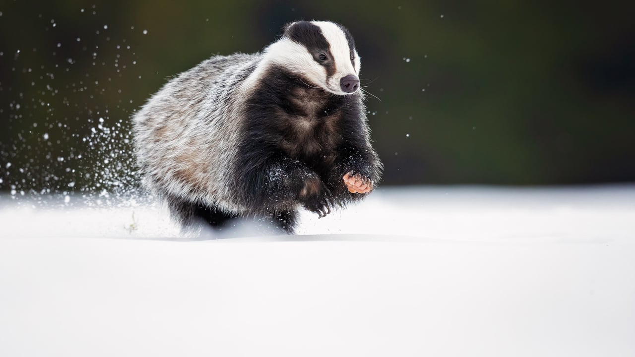 Blaireau européen (© Milan Zygmunt/Shutterstock)
