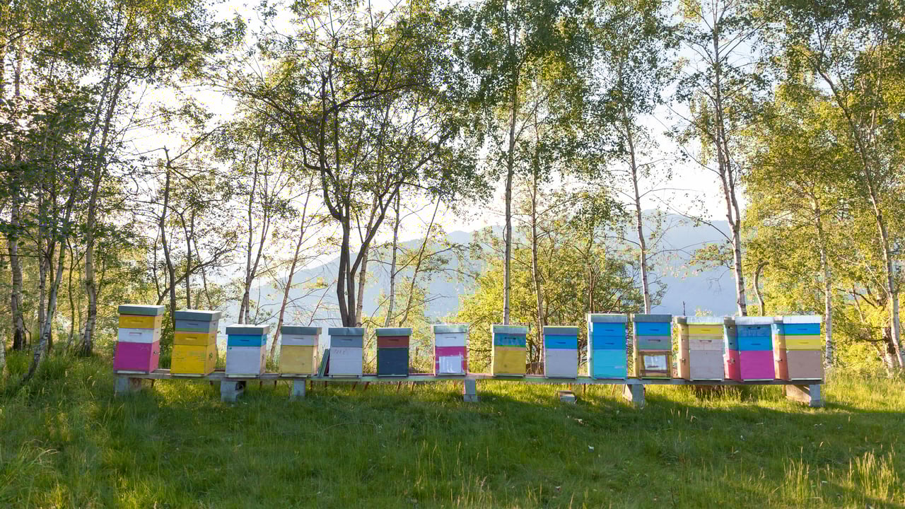 Colourful beehives, Italy (© Roberto Caucino/Shutterstock)