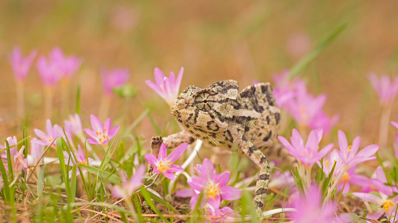 Common chameleon (© Photostock-Israel/SPL/Getty Images)