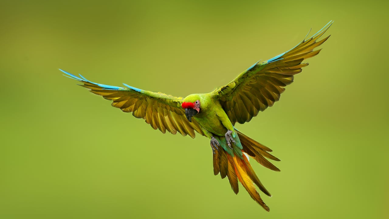 Bechsteinara, Mexiko (© Ondrej Prosicky/Shutterstock)