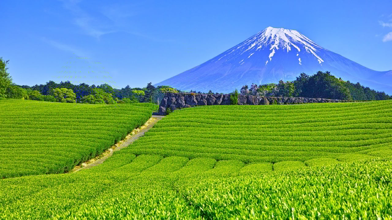 大淵笹場の茶畑, 静岡県 富士市 (© 7maru/Getty Images)