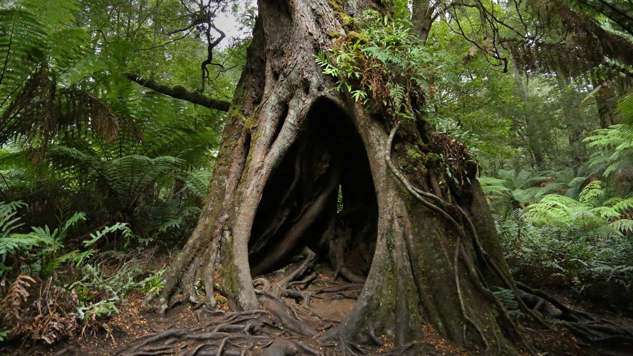 Hollow Tree on Maits Rest Rainforest Walk, Great Otway National Park, Victoria (© Jamie Lamb - elusive-images.co.uk/Getty Images)