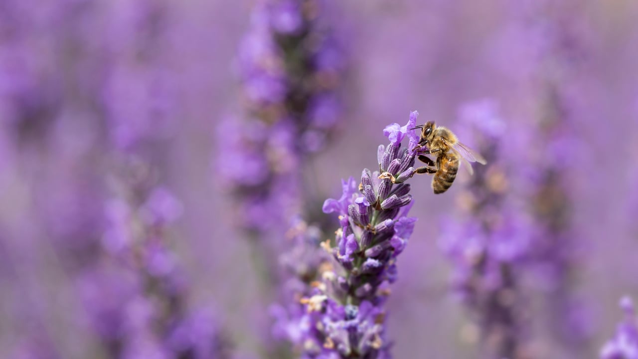 Honey bee on lavender flowers (© Anthony Brown/Alamy Stock Photo)