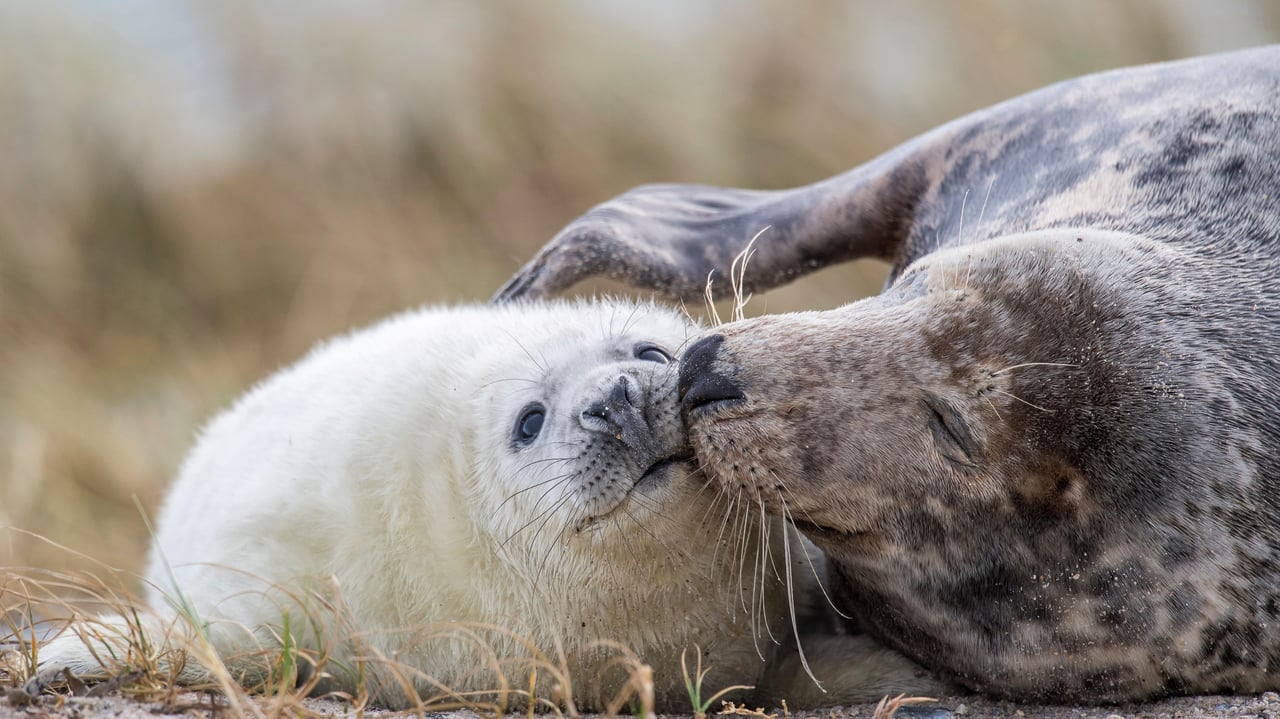 Maman phoque gris et son petit sur une plage d’Heligoland, Schleswig-Holstein, Allemagne (© imageBROKER/Alamy Stock Photo)