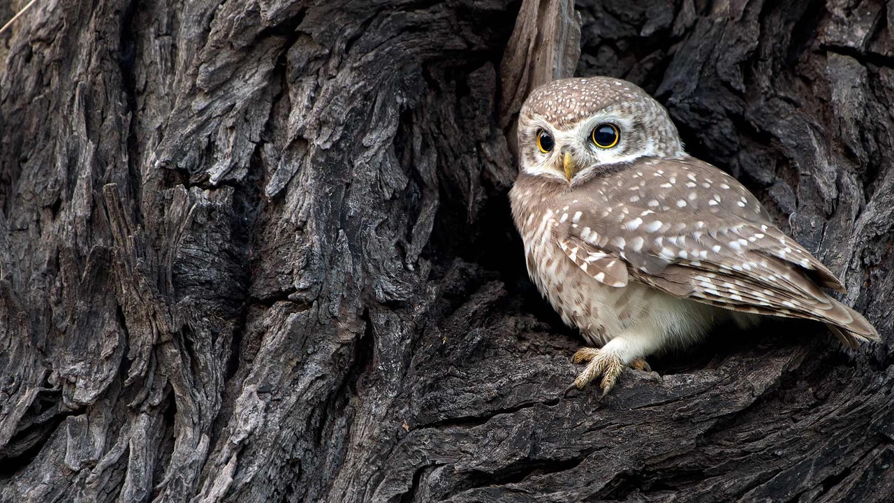 Spotted Owlet in Bharatpur, India (© Bernard Castelein/Minden Pictures)