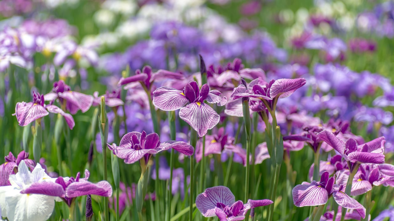 An iris garden in Tokyo, Japan (© M.Arai/Getty Images)