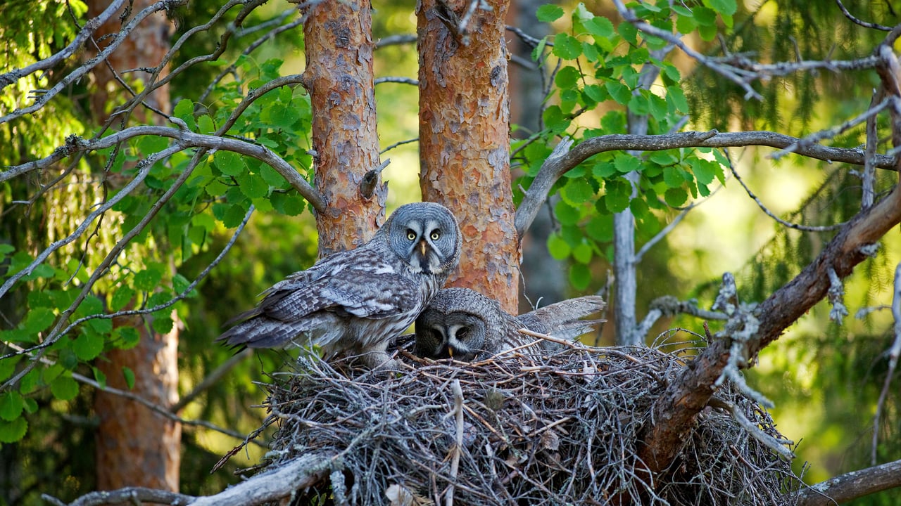 カラフトフクロウのペア, フィンランド (© imageBROKER.com/Alamy)