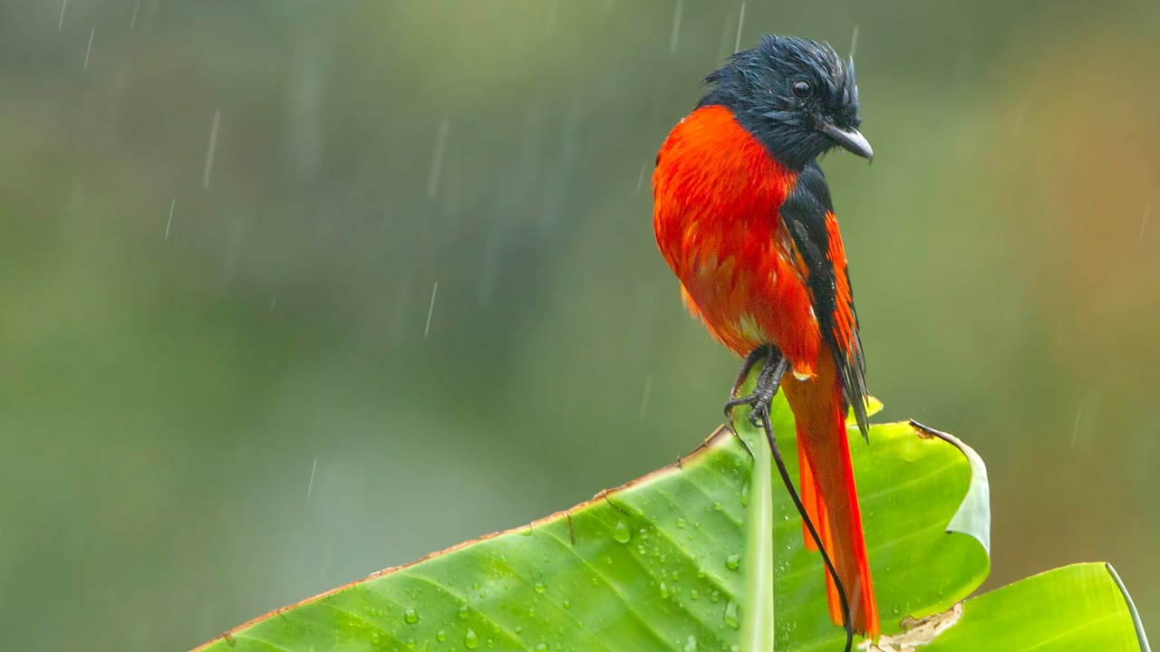 A scarlet Minivet during rainfall, West Bengal (© Debapratim Saha/Minden Pictures)