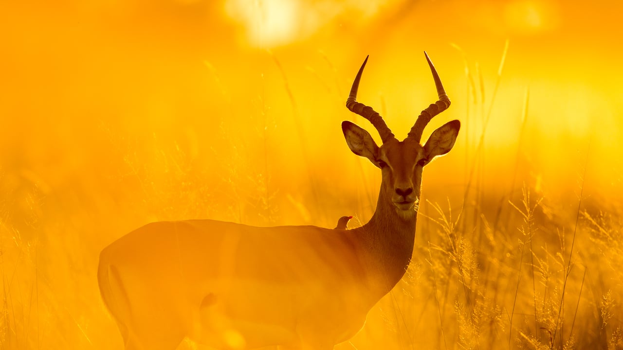 Impala in Moremi Game Reserve, Botswana (© Paul Souders/Getty Images)