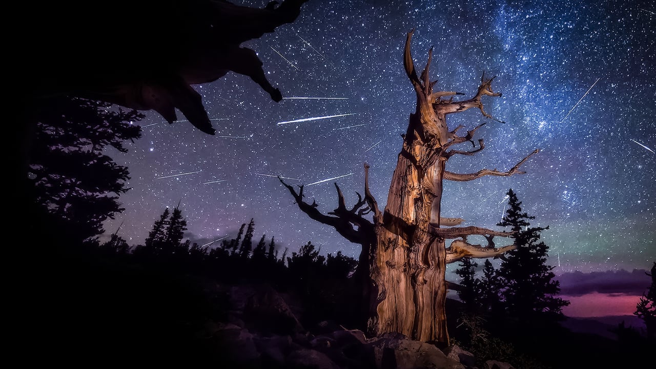 Perseid meteor shower and an ancient bristlecone pine, Great Basin National Park, Nevada, United States (© Wirestock Creators/Shutterstock)