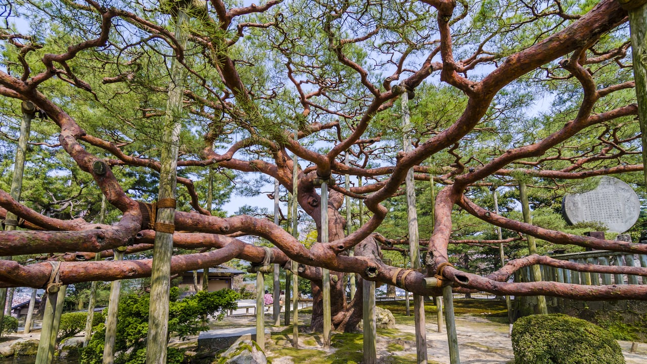 ｢兼六園の手向けの松｣金沢市 (© Korkusung/Shutterstock)