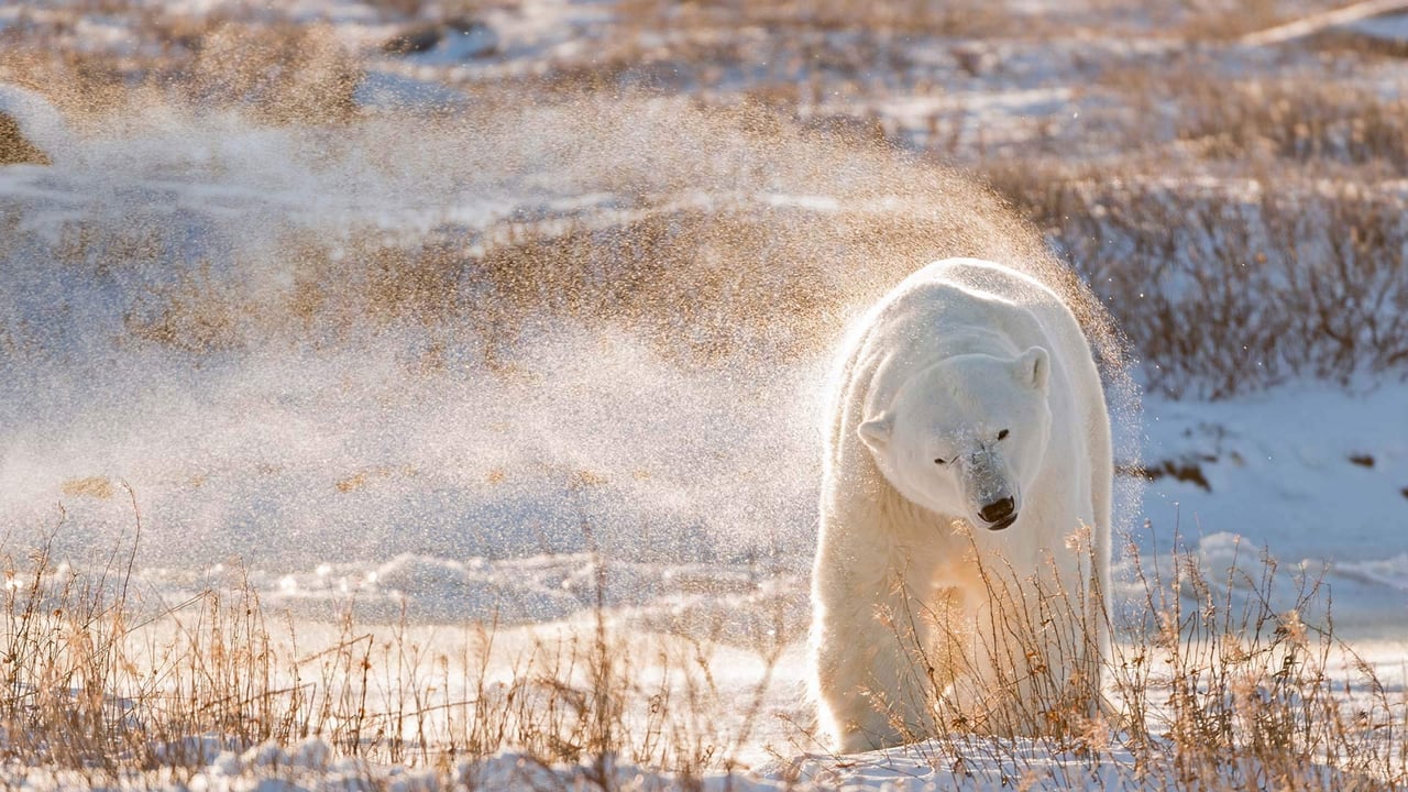 ｢ホッキョクグマ｣カナダ, ハドソン湾 (© Ralph A. Clevenger/Tandem Stills + Motion)