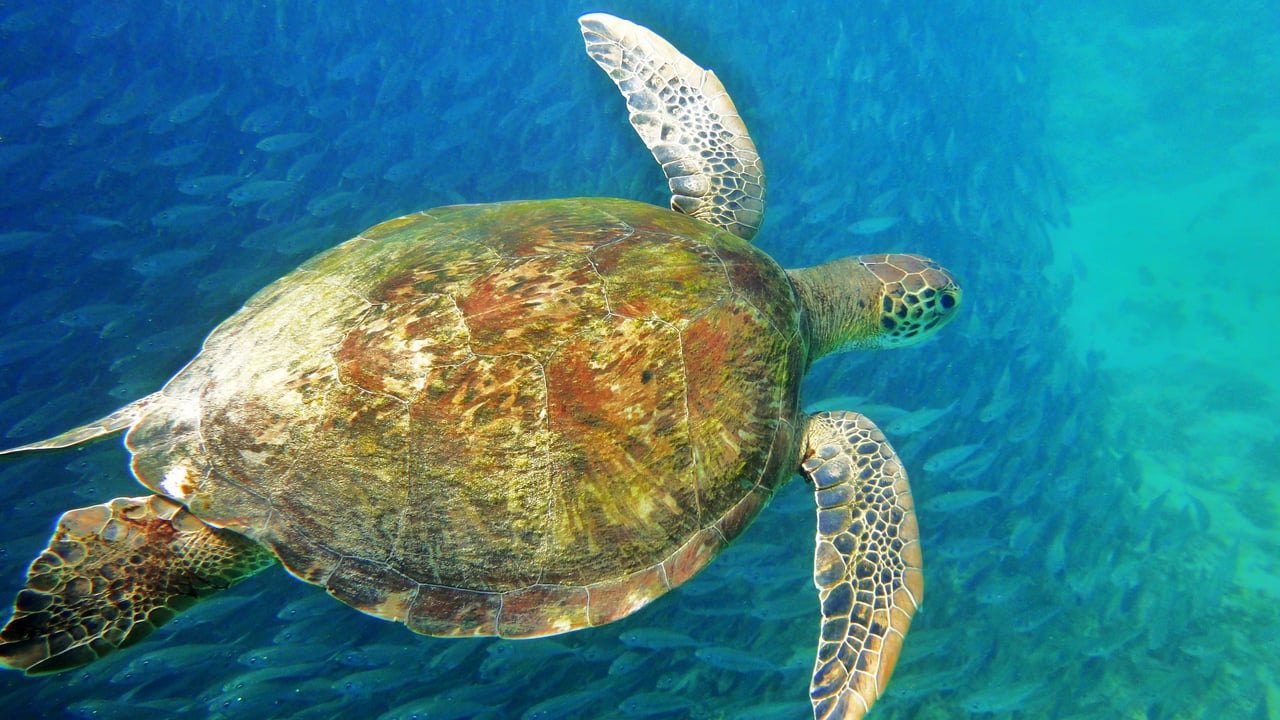 Sea turtle, Fernando de Noronha, Brazil (© João Vianna/Getty Images)