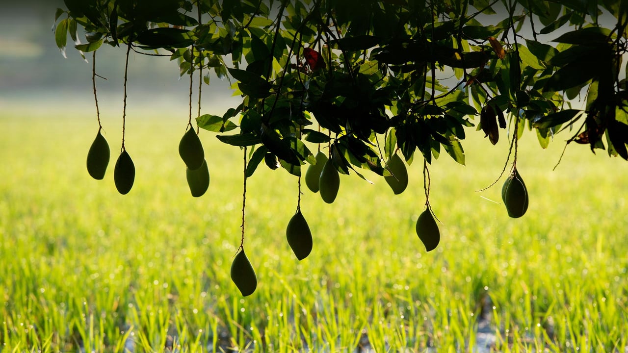 Ripening mangoes on a tree, India (© Tim Gainey/Alamy Stock Photo)