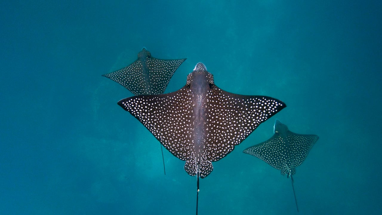Raies léopards, île San Cristóbal, archipel des Galápagos, Équateur (© Tui De Roy/Minden Pictures)