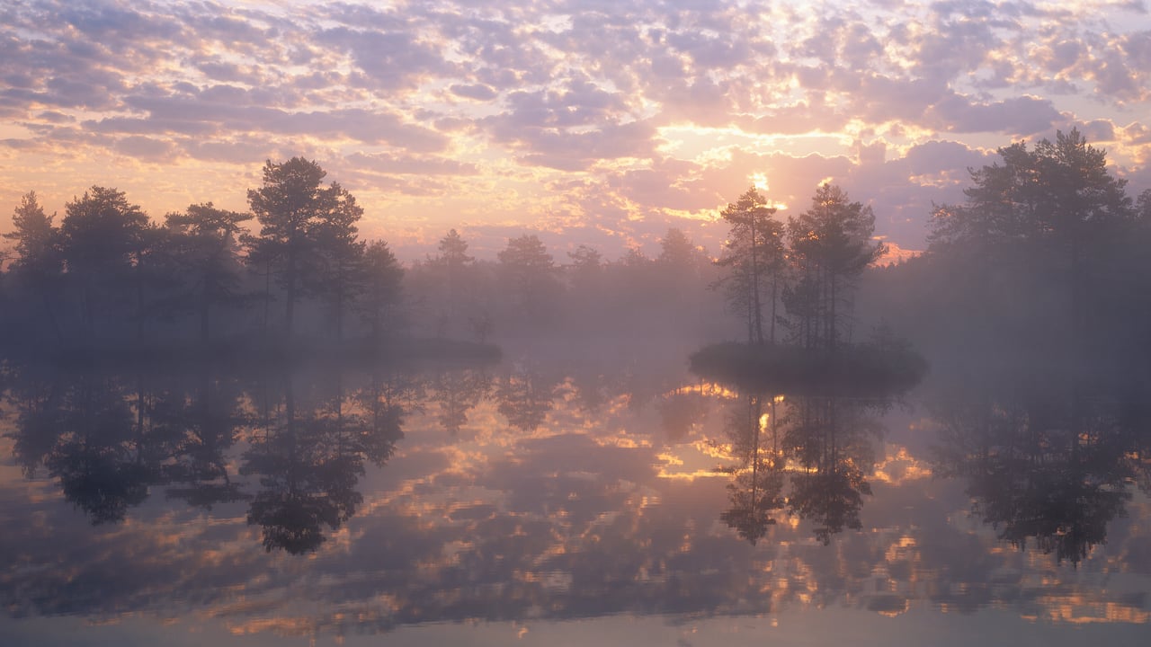 Knuthöjdsmossen nature reserve, Sweden (© Sven Halling/DEEPOL/plainpicture)