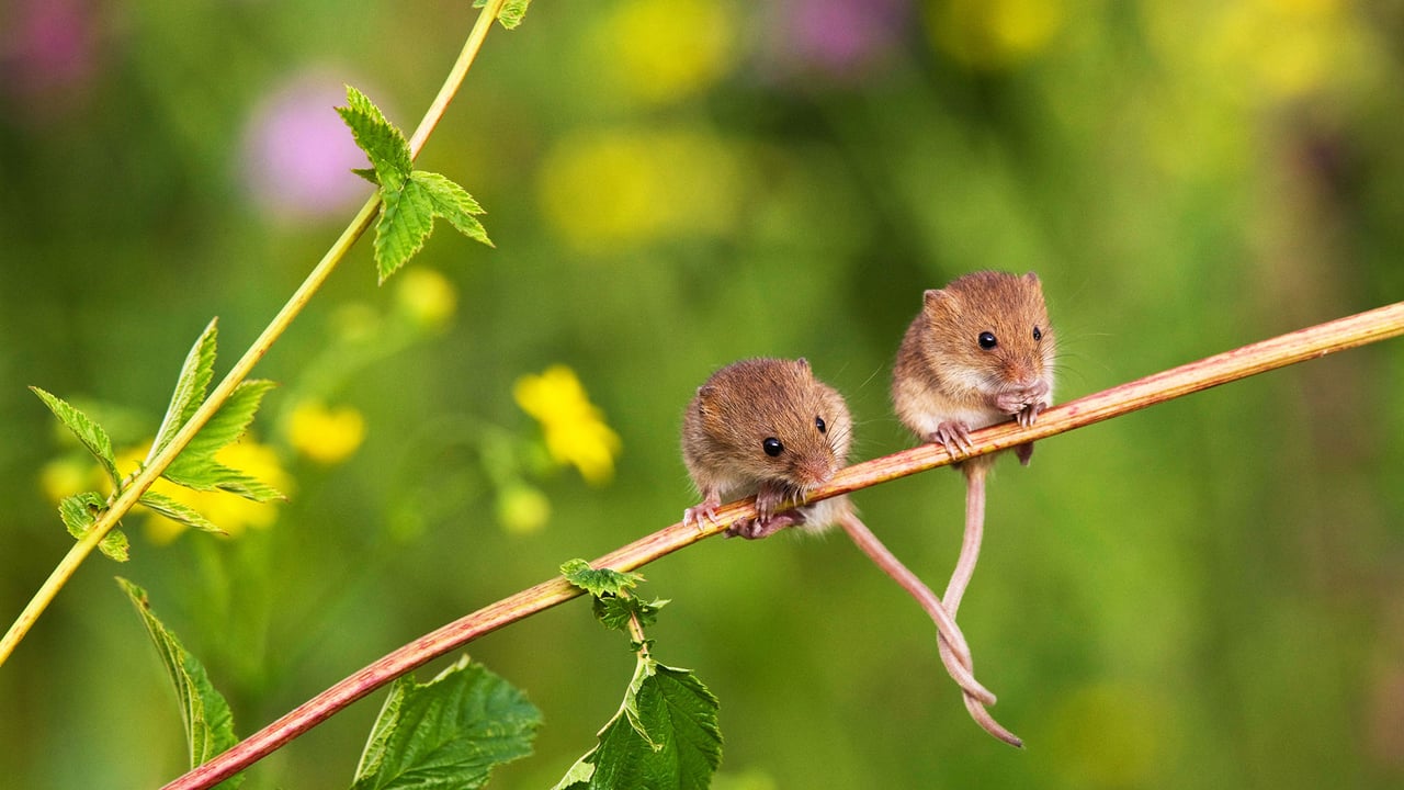Souris des moissons installées sur une branche, queues entrelacées pour rester en équilibre, France (© Klein and Hubert/Minden Pictures)