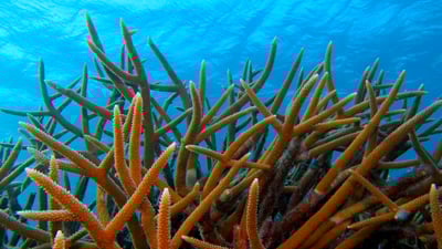 Bing wallpaper July 17, 2025. Staghorn coral off the island of Bonaire, Caribbean Netherlands (© blue-sea.cz/Shutterstock)
