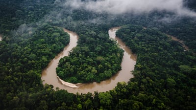 Bing wallpaper June 22, 2025. Amazon rainforest, Ecuador (© Mark Fox/Getty Images)