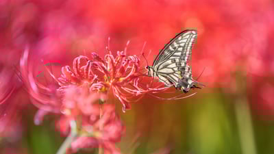 Bing wallpaper June 18, 2025. Asian swallowtail butterfly on a red spider lily (© lzh/Getty Images)