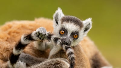 Bing wallpaper July 31, 2025. Ring-tailed lemur infant playing with its own tail, Madagascar (© Andy Rouse/Nature Picture Library)