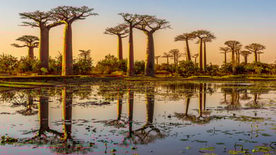 Bing wallpaper May 22, 2025. Baobab trees at sunset, Avenue of the Baobabs, Madagascar (© Framalicious/Shutterstock)