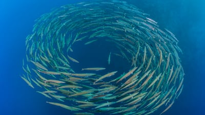 Bing wallpaper July 27, 2025. School of blackfin barracuda, Shark Reef, Ras Mohammed National Park, Sinai Peninsula, Egypt (© Alex Mustard/Nature Picture Library)