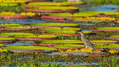 Bing wallpaper May 2, 2025. Striated heron on a Victoria water lily, Pantanal, Brazil (© Gerald Corsi/Getty Images)