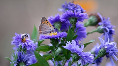 Bing wallpaper June 30, 2025. Papillon et abeille butinant délicatement une fleur aster (© Viviane Caballero/500px Viviane Caballero/500px/Getty Images)
