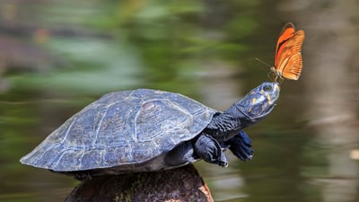 Bing wallpaper May 23, 2025. A Julia butterfly on the nose of a yellow-spotted river turtle, Amazon Region, Ecuador (© Westend61/Getty Images)