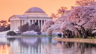 Bing wallpaper March 20, 2024. The Jefferson Memorial during the Cherry Blossom Festival, Washington, DC (© f11photo/Shutterstock)