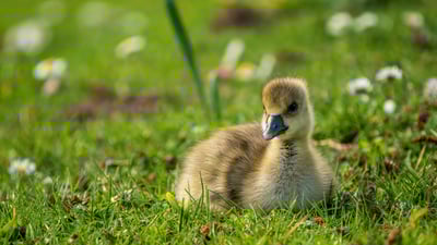 Bing wallpaper June 1, 2025. Gänseküken auf einer Wiese im Ahnepark, Vellmar, Hessen (© Gerhard Hagen/Getty Images)