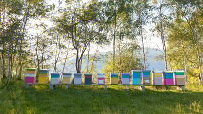 Bing wallpaper August 15, 2025. Colourful beehives, Italy (© Roberto Caucino/Shutterstock)