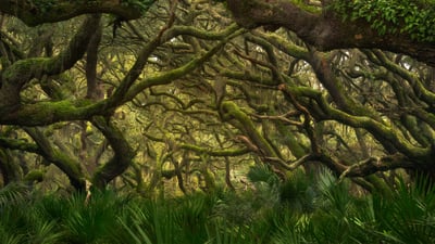 Bing wallpaper June 17, 2025. Maritime forest in Cumberland Island National Seashore, Georgia (© Chris Moore/TANDEM Stills + Motion)