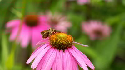 Bing wallpaper June 2, 2025. Skipper butterfly on an Echinacea flower, Rockefeller State Park, New York, USA (© Marianne A. Campolongo/Alamy Stock Photo)