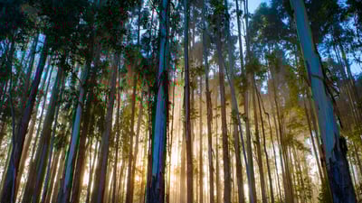 Bing wallpaper July 18, 2025. Eucalyptus forest, Urubici, Santa Catarina, Brazil (© YES BRASIL/Getty Images)