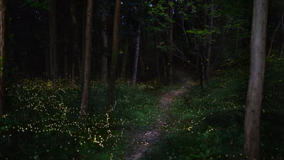 Bing wallpaper June 18, 2025. ホタルが光る森, 岡山県 (© JGalione/Getty Images)