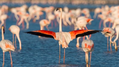 Bing wallpaper August 12, 2025. Flamant rose, Saintes-Maries-de-la-Mer, Parc naturel régional de Camargue, Languedoc-Roussillon (© Raimund Linke/Getty Images)