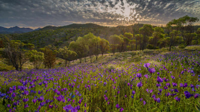 Bing wallpaper August 31, 2020. Wildflowers in the southern region of Flinders Ranges National Park, South Australia (© Southern Lightscapes-Australia/Getty Images)