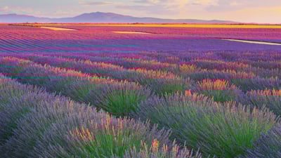 Bing wallpaper July 16, 2025. Lavender fields in Plateau de Valensole, France (© zpagistock/Getty Images)