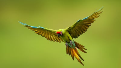Bing wallpaper May 15, 2025. Bechsteinara, Mexiko (© Ondrej Prosicky/Shutterstock)