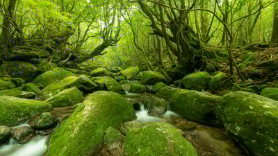 Bing wallpaper May 3, 2025. 屋久島, 鹿児島県 (© oxico/Getty Images)
