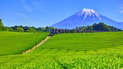 Bing wallpaper April 30, 2025. 大淵笹場の茶畑, 静岡県 富士市 (© 7maru/Getty Images)
