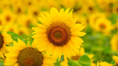 Bing wallpaper July 18, 2025. Girassóis florindo em um campo no verão (© Arsgera/Shutterstock)