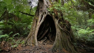 Bing wallpaper August 1, 2020. Hollow Tree on Maits Rest Rainforest Walk, Great Otway National Park, Victoria (© Jamie Lamb - elusive-images.co.uk/Getty Images)