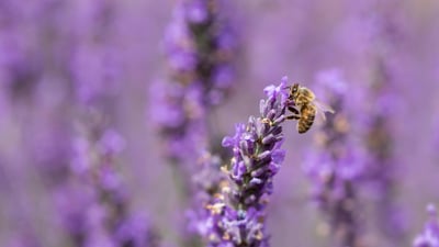Bing wallpaper May 20, 2025. Honey bee on lavender flowers (© Anthony Brown/Alamy Stock Photo)