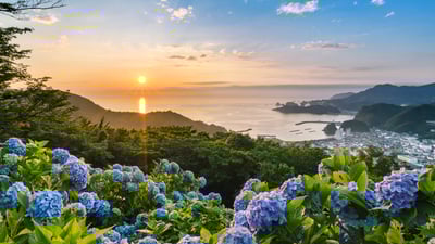 Bing wallpaper June 10, 2025. あじさいの丘, 静岡県 賀茂郡 (© Tommy Tsutsui/Getty Images)