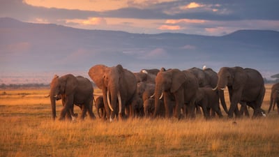 Bing wallpaper August 11, 2025. Troupeau d’éléphants d’Afrique, parc national d’Amboseli, Kenya (© Chase Dekker/Minden Pictures)