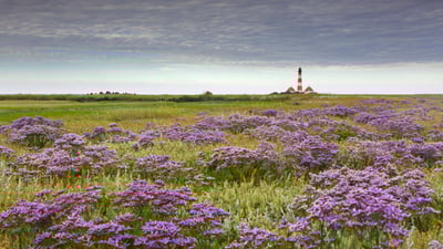 Bing wallpaper July 16, 2025. Blühender Lavendel und Leuchtturm Westerheversand in Westerhever, Nordfriesland, Schleswig-Holstein (© Sven-Erik Arndt/Arterra/Universal Images Group/Getty Images)