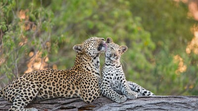 Bing wallpaper May 11, 2025. Leopard mother grooming her cub, Jao Reserve, Botswana (© Suzi Eszterhas/Minden Pictures)